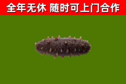 台湾烟酒回收干海参.jpg